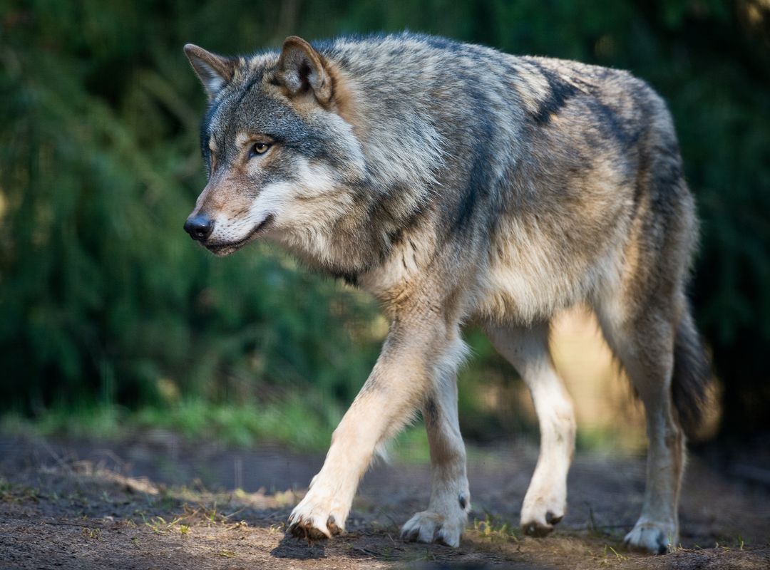 Tote Schafe in Gschnitz: Schon wieder ein Wolf zum Abschuss freigegeben