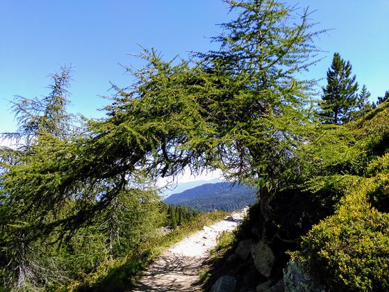Zirbenweg am Patscherkofel.