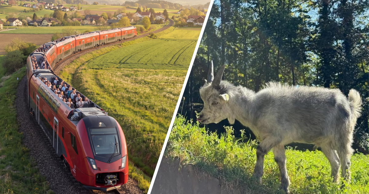 Zug-Sonnendeck-Ziegen-Verleih-und-Wanderrolltreppe-Die-lustigsten-1-April-Postings