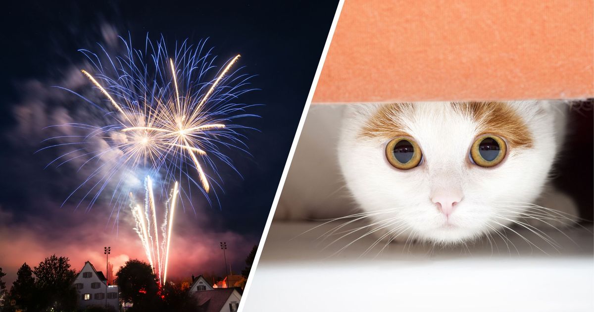 -Der-schlimmste-Tag-des-Jahres-Wie-Haus-und-Wildtiere-die-Silvesternacht-erleben