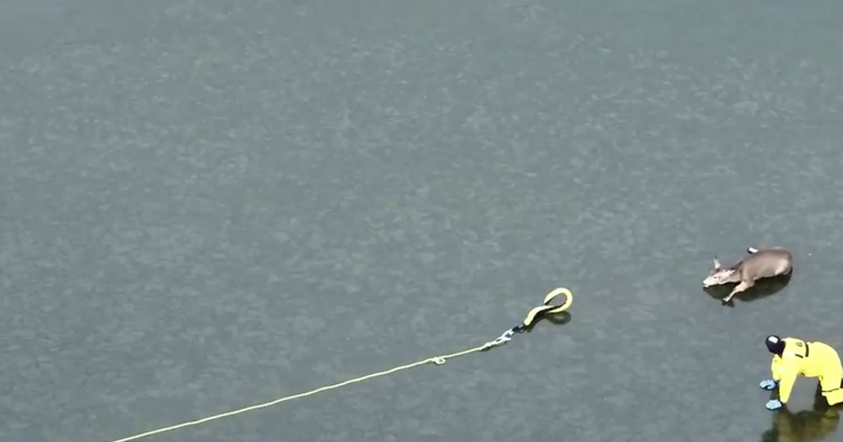 Tierischer-Einsatz-Feuerwehr-rettet-Reh-von-zugefrorenem-See