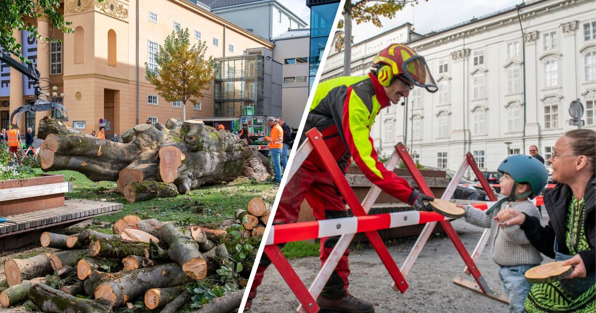 -Das-war-schon-fast-ein-Wahrzeichen-Wie-die-Innsbrucker-auf-das-Ende-der-Blutbuche-reagieren
