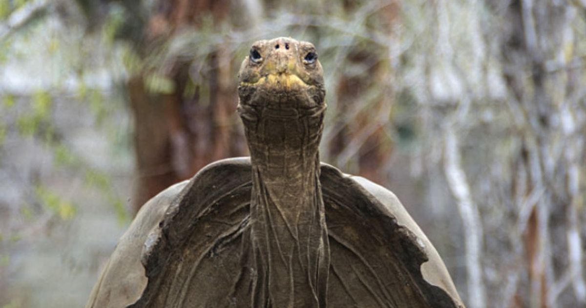 30-Prozent-der-Inselreptilien-vom-Aussterben-bedroht