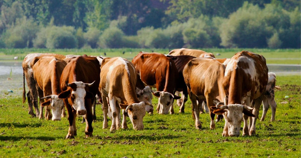 Respekt-statt-Angst-Zehn-Tipps-wie-man-K-hen-in-der-Natur-sicher-begegnen-kann
