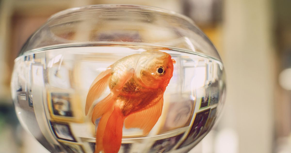 Das-gro-e-Sterben-im-Aquarium-Darum-geht-s-vielen-Fischen-in-Tirol-an-den-Kragen