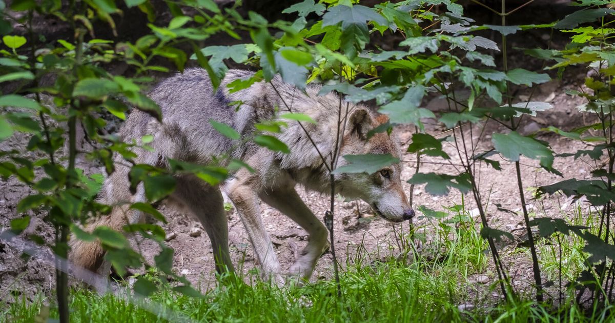 After wolf attacks: Reports 