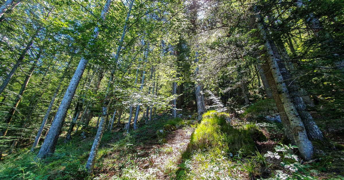 Tiroler-Holzwirtschaft-sterreichs-Wald-w-chst-jedes-Jahr-um-3000-Fu-ballfelder-