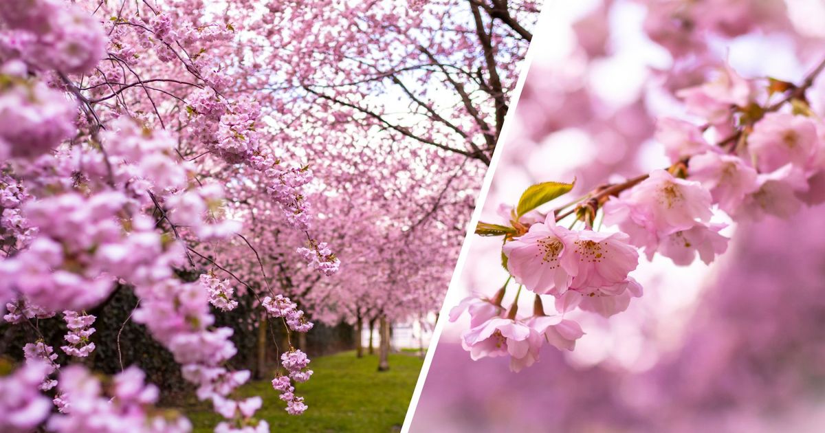 Wo-genie-t-ihr-das-wunderbare-Fr-hlingswetter-Schickt-uns-eure-sch-nsten-Bilder