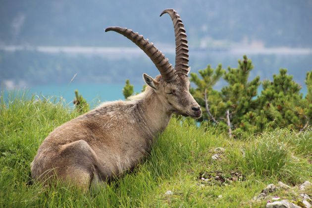 Paul Jenewein fotografierte den Steinbock bei einer Bergtour auf die Seebergspitze/Karwendel im Achental.