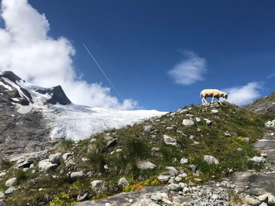 Schlatenkees im Innergschlöß.