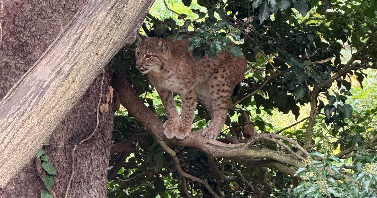Hurra-hurra-Eddy-ist-da-Innsbrucker-Alpenzoo-freut-sich-ber-Zuwachs-im-Luchs-Gehege