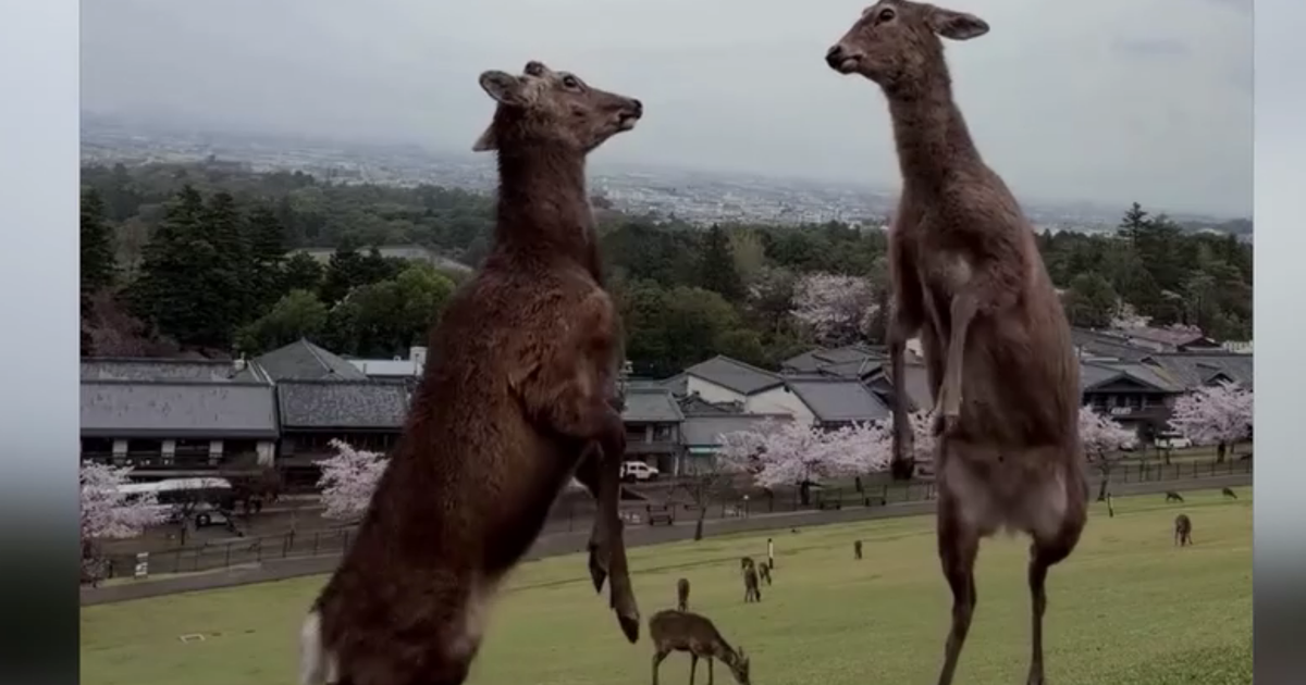 K-mpfende-Hirsche-lassen-Videodreh-f-r-Social-Media-platzen