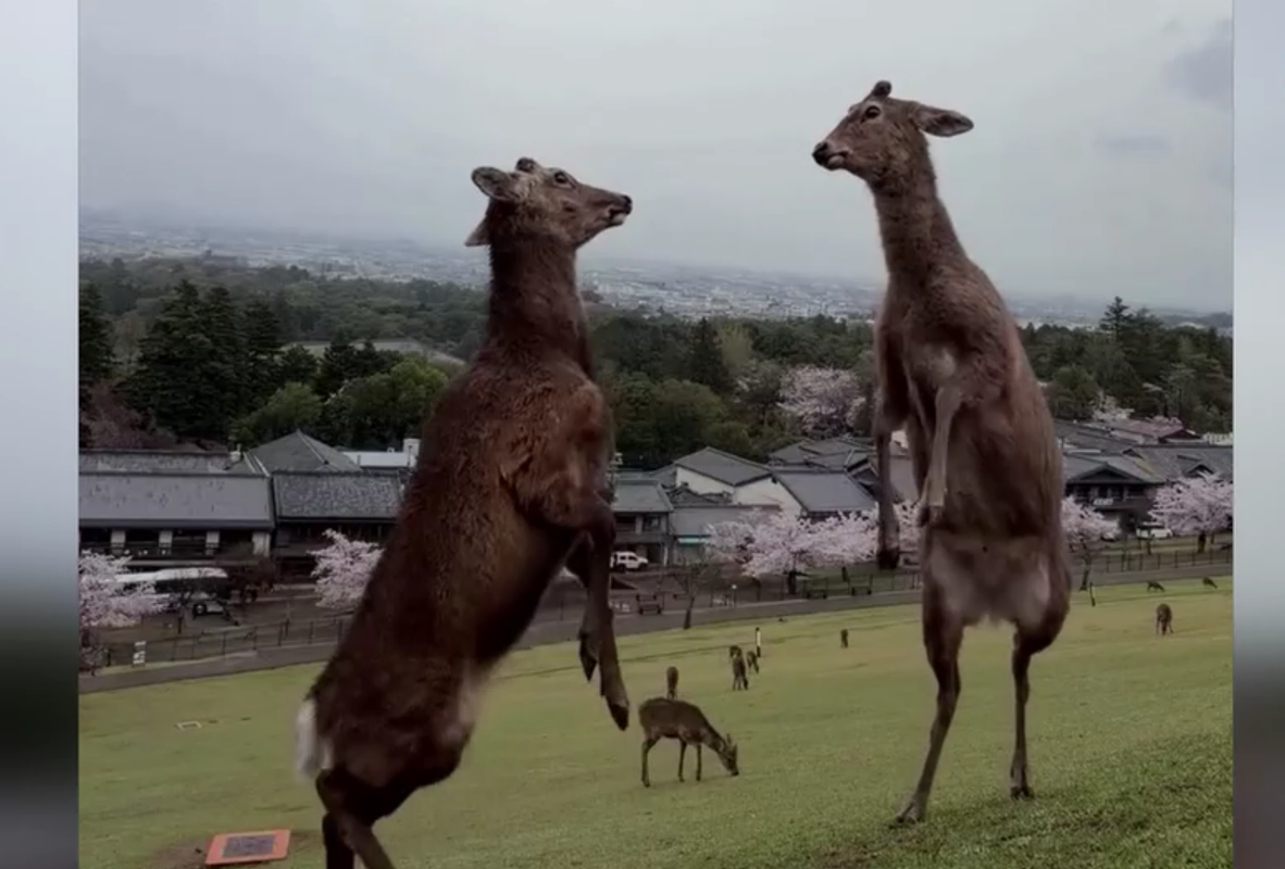 Kämpfende Hirsche lassen Videodreh für Social Media platzen
