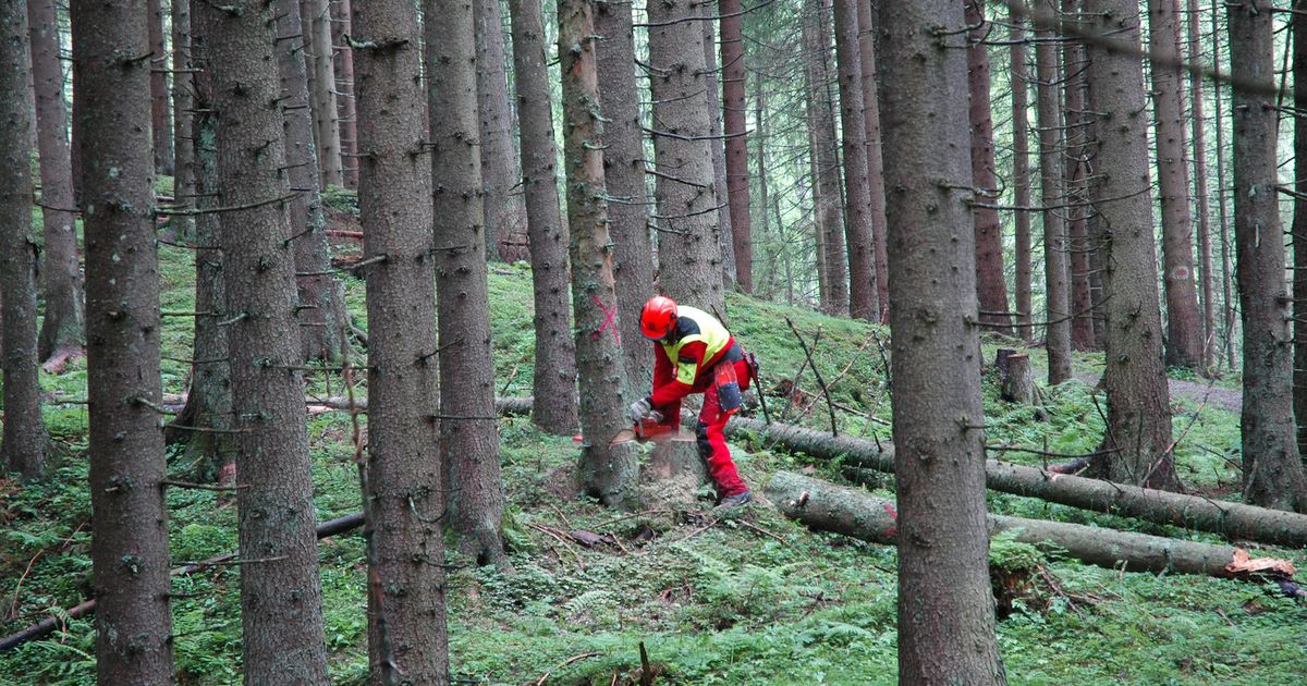 Bei-Forstarbeiten-in-Nikolsdorf-schwer-verletzt-31-J-hriger-in-Klinik-geflogen