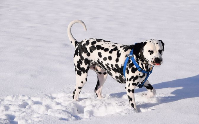 Dalmatiner Spike tobte zum ersten Mal in seinem Leben bei Zams im Schnee.
