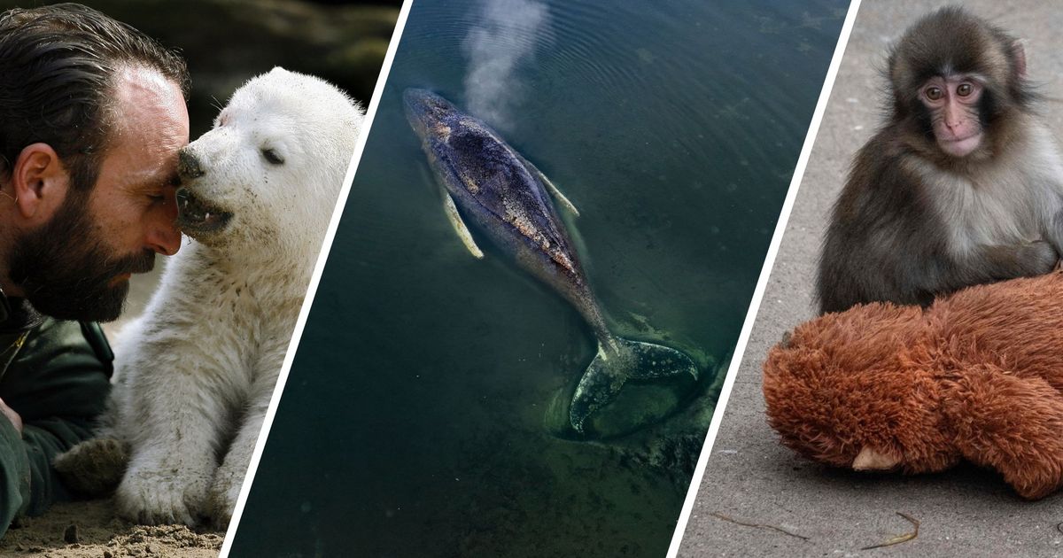 Timmy-Punch-und-Knut-Diese-tierischen-Stars-bewegten-die-Welt