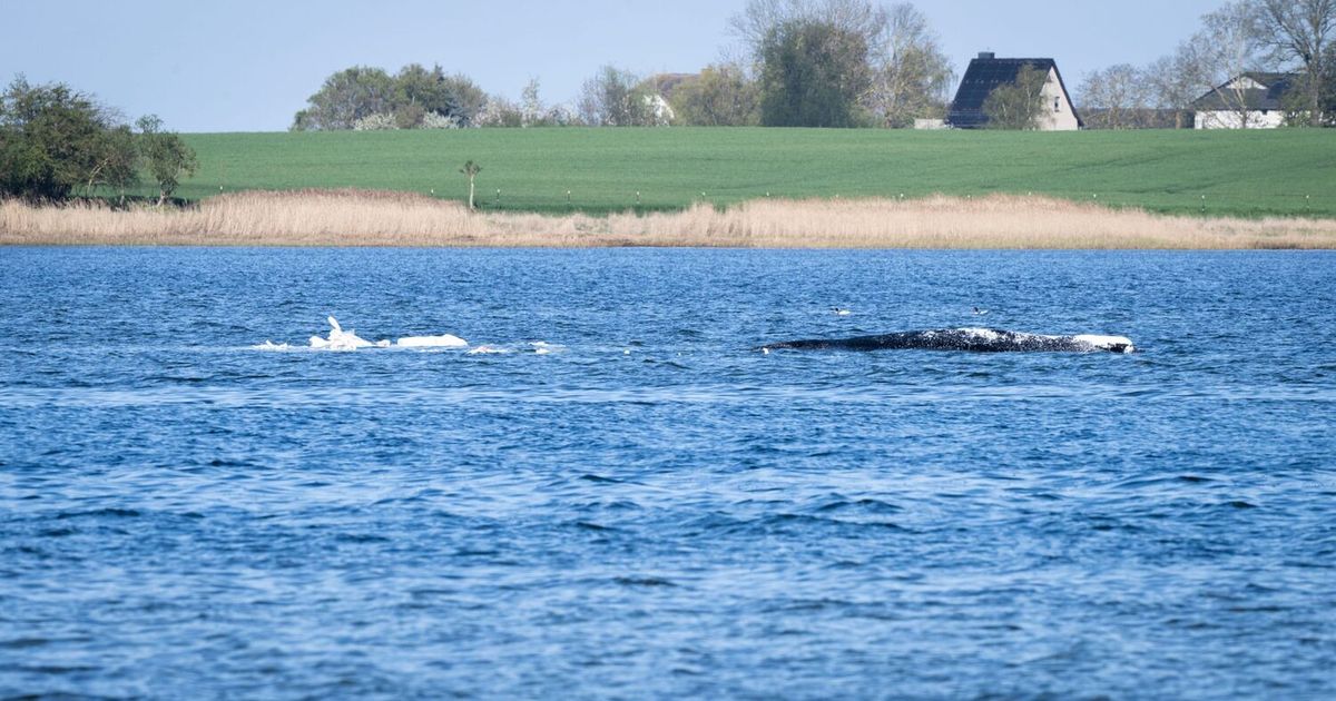 Soll-mit-Lastkahn-bewegt-werden-Rettungsaktion-f-r-gestrandeten-Buckelwal-startet-heute