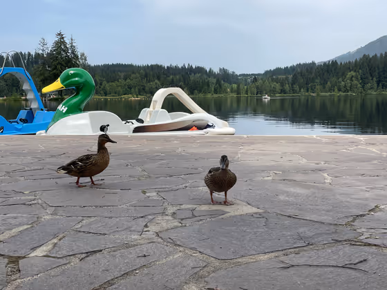 Am Schwarzsee in Kitzbühel suchen heute nicht nur Menschen sondern auch Enten Abkühlung. 