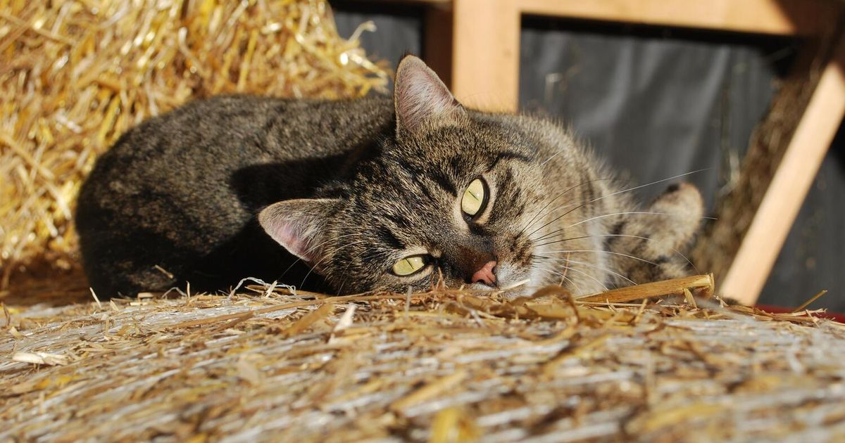 Katze-angeschossen-Polizei-sucht-nach-Tierqu-ler-in-Tristach