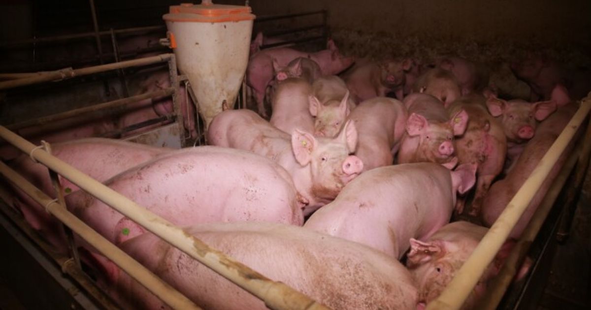 Schweinezucht-auf-dem-Vollspaltenboden-bleibt-qualvoll
