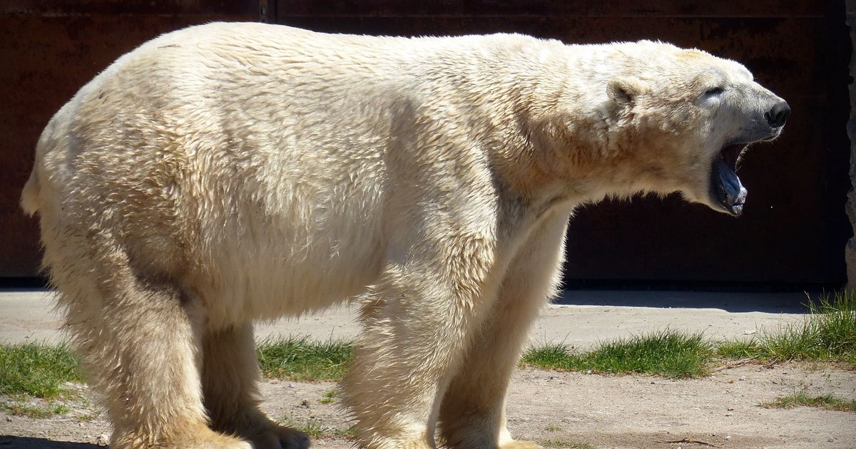 In-Norwegen-erstmals-Vogelgrippe-bei-Eisb-r-in-Europa-nachgewiesen
