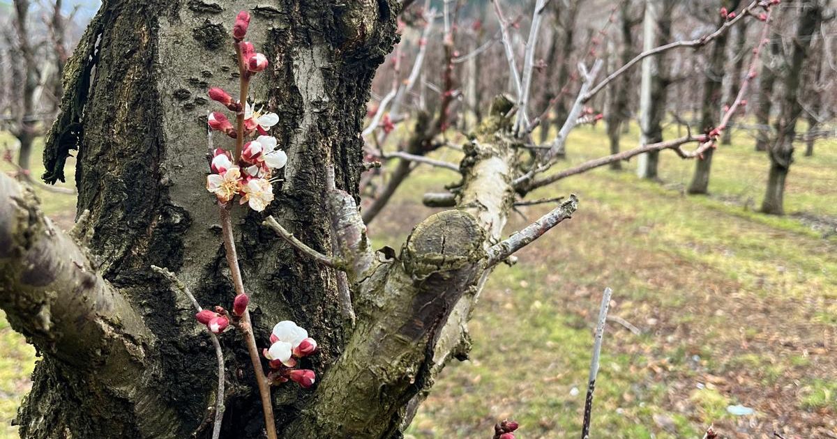 Angst-vor-der-gro-en-K-lte-Droht-die-Obst-und-Gem-seernte-zu-erfrieren-