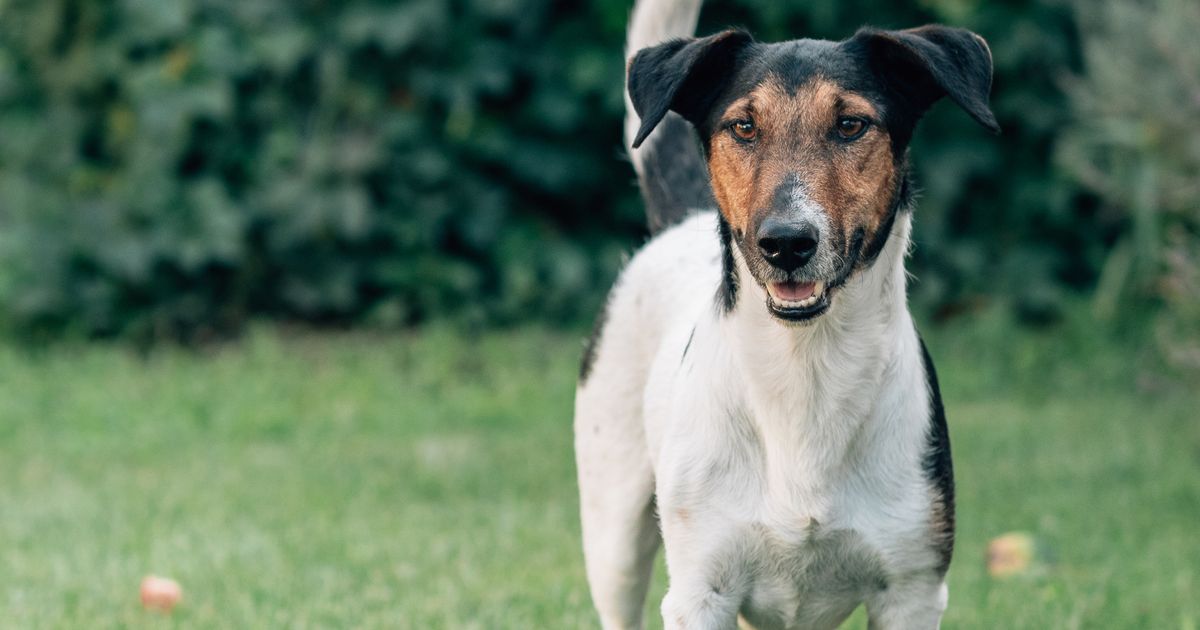 Hund-einer-Urlauberin-biss-Vermieter-in-Biberwier-in-den-Unterschenkel