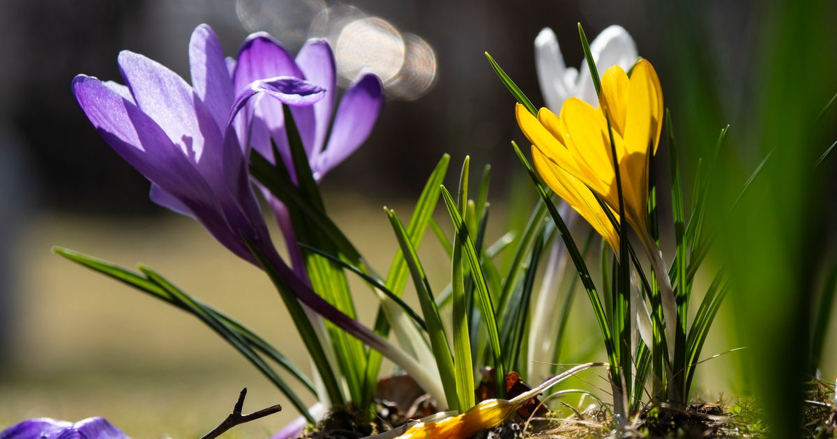 Wetter-Achterbahn-in-Tirol-Der-Fr-hling-startet-erst-launisch-doch-Lichtblick-in-Sicht