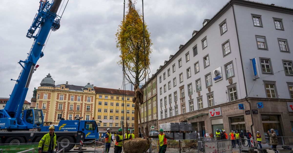 Jetzt-werden-die-B-ume-am-Bozner-Platz-gepflanzt-So-gro-sind-die-Gleditschien