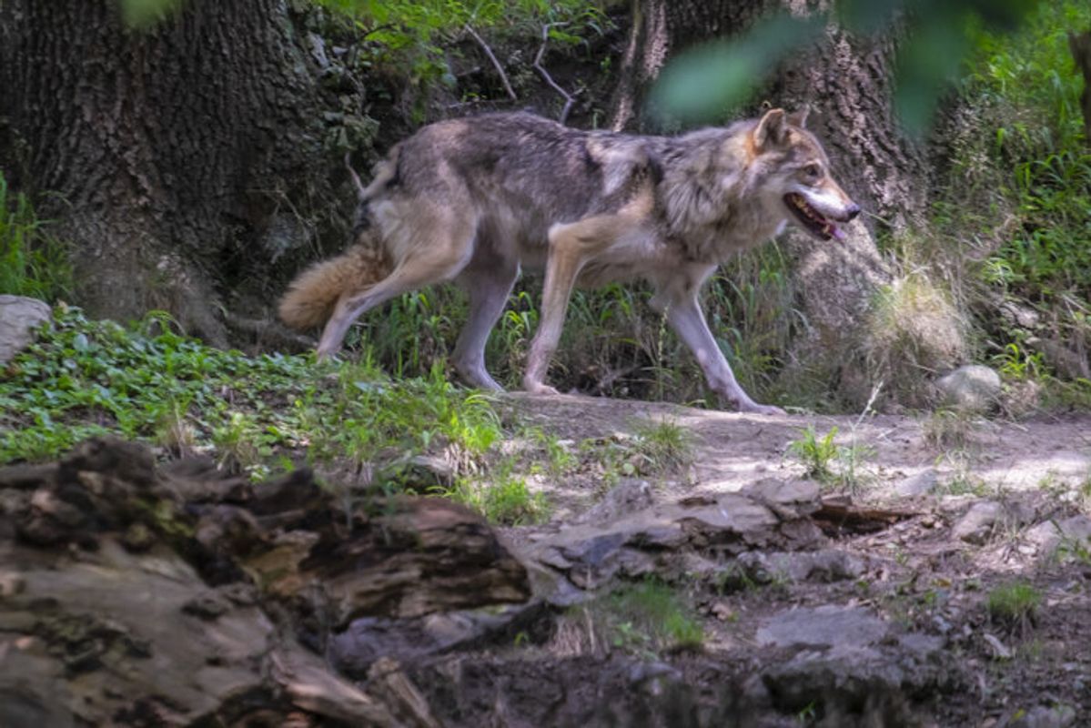 Nach Wolfsattacken mit toten Schafen: Tiroler Bauern im Visier von Tierschützern