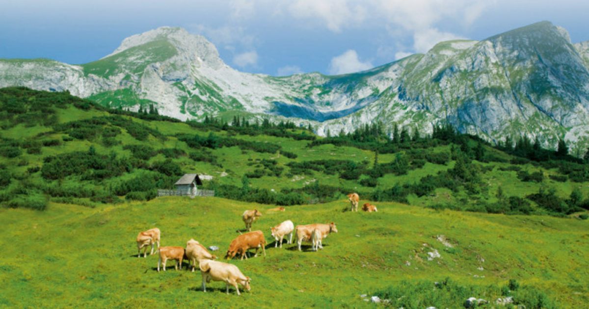 Baumgrenzen-wandern-auch-hangabw-rts