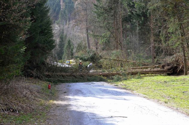 Auch Bäume stürzten um: in Hatting ...