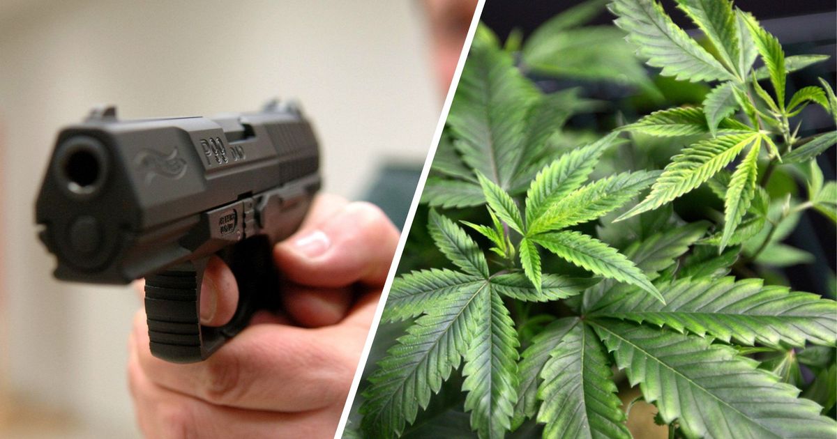 Mit-Schreckschuss-Pistole-gefeuert-Sch-tze-hatte-Cannabis-Plantage-in-der-Wohnung