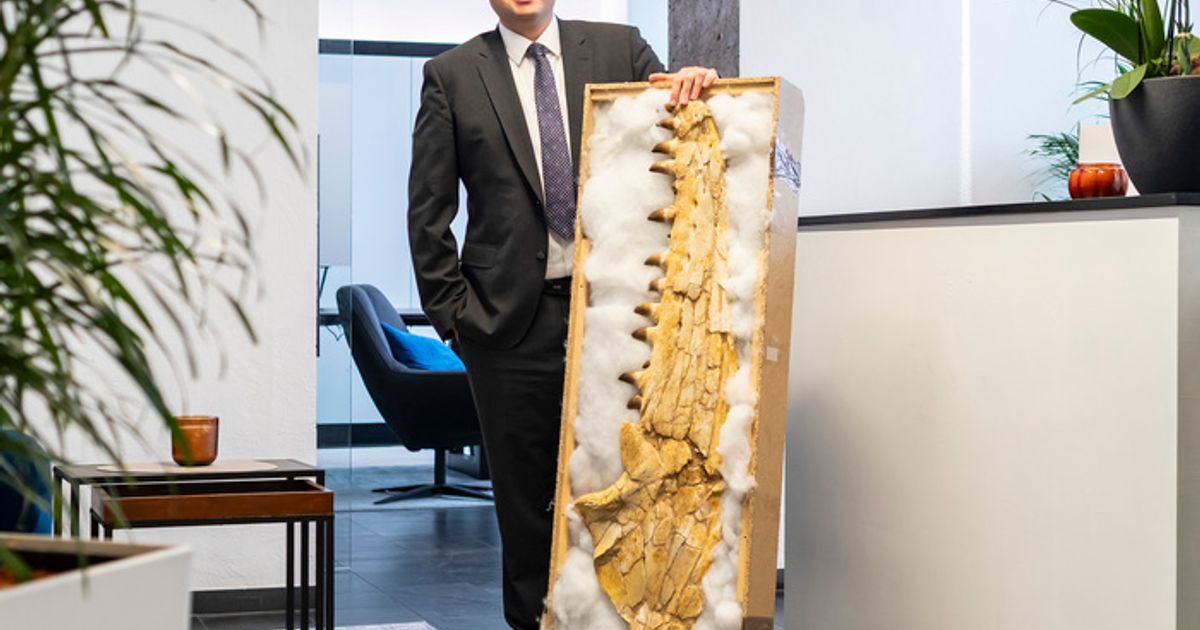 Dino-strandete-in-Tirol-Millionen-Jahre-alte-Kieferknochen-in-Innsbrucker-Kanzlei