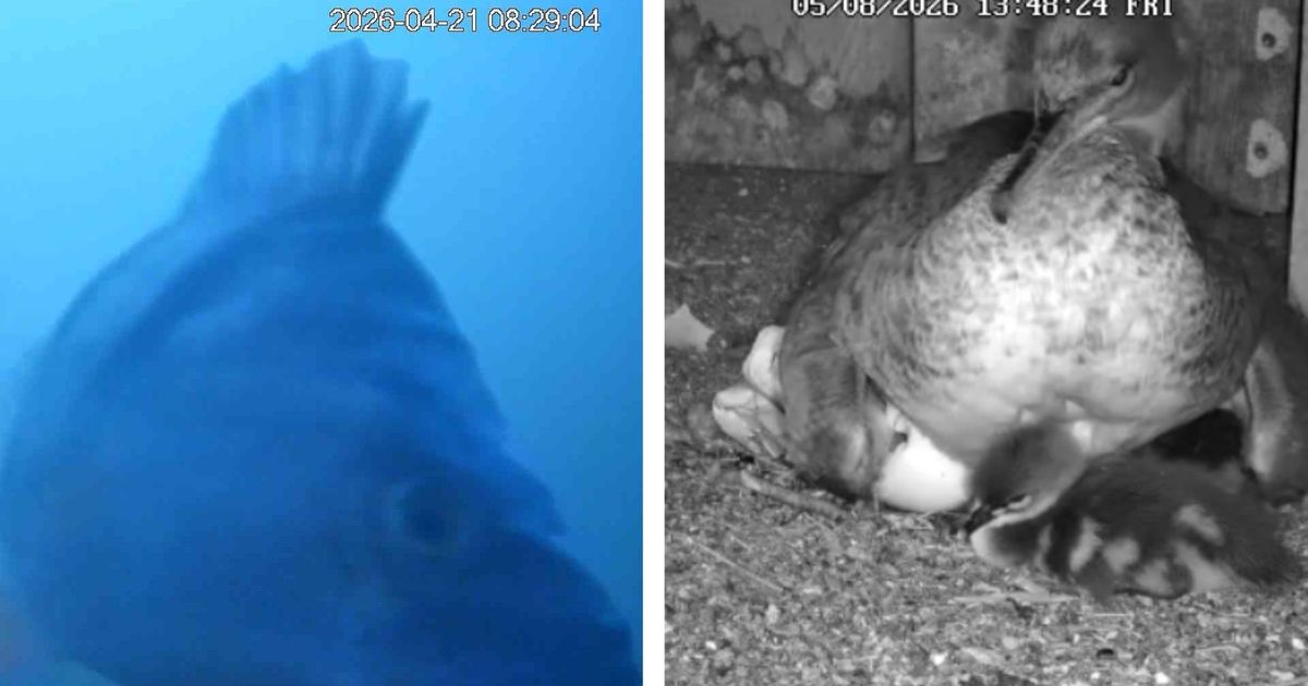 Konkurrenz-f-r-die-G-nses-ger-Das-sind-die-kuriosesten-Tier-Livestreams-im-Netz