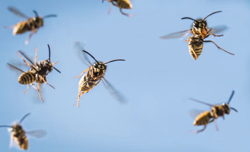 Ungebetene Gäste: Wie gefährlich sind Wespen wirklich?