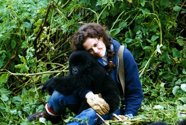 Für ihre Darstellung der Dian Fossey in „Gorillas im Nebel“ (1988) wurde Sigourney Weaver für den Oscar nominiert.