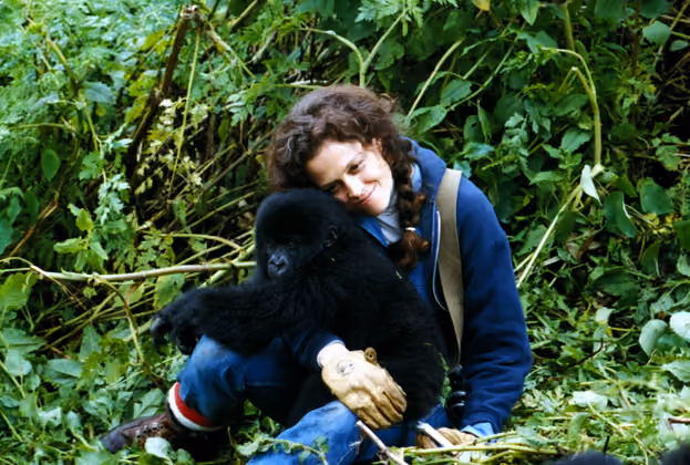 Für ihre Darstellung der Dian Fossey in „Gorillas im Nebel“ (1988) wurde Sigourney Weaver für den Oscar nominiert.