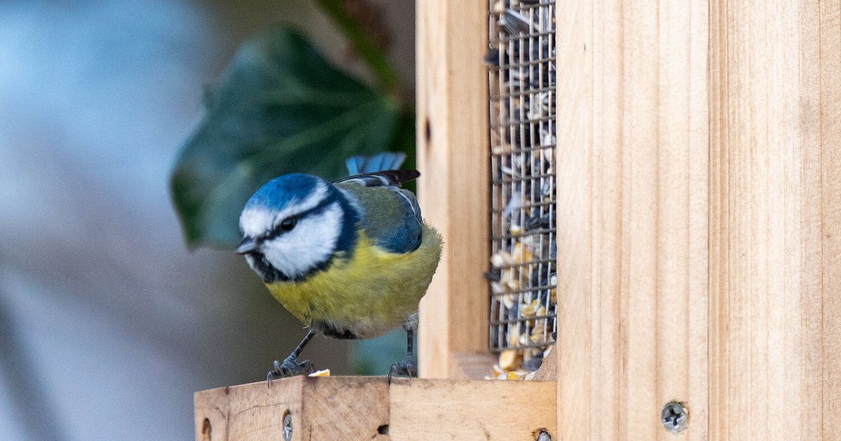 Rekord bei Teilnahme : Diese Vögel wurden am häufigsten gesichtet | Tiroler Tageszeitung – Aktuelle Nachrichten auf tt . com