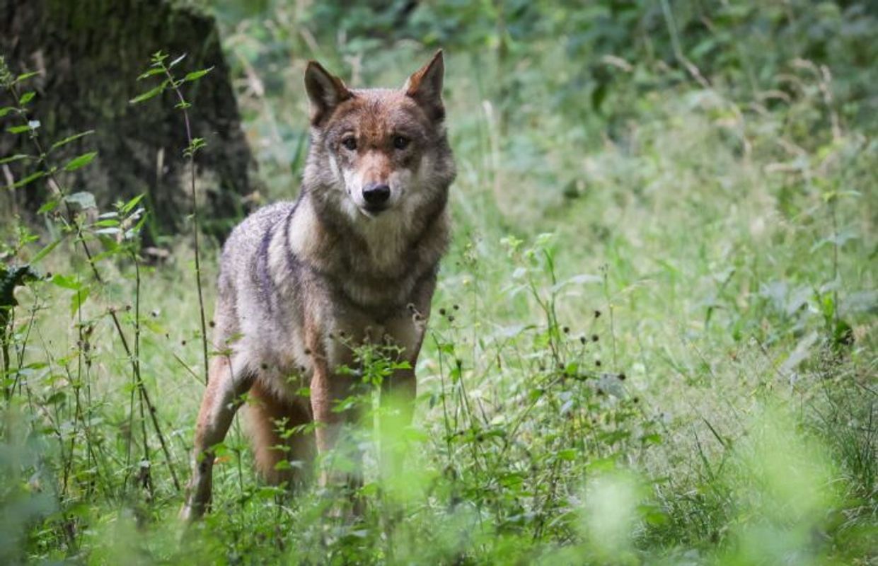 Vier Schafe gerissen: Land gibt Wolf im Bezirk Innsbruck-Land zum Abschuss frei