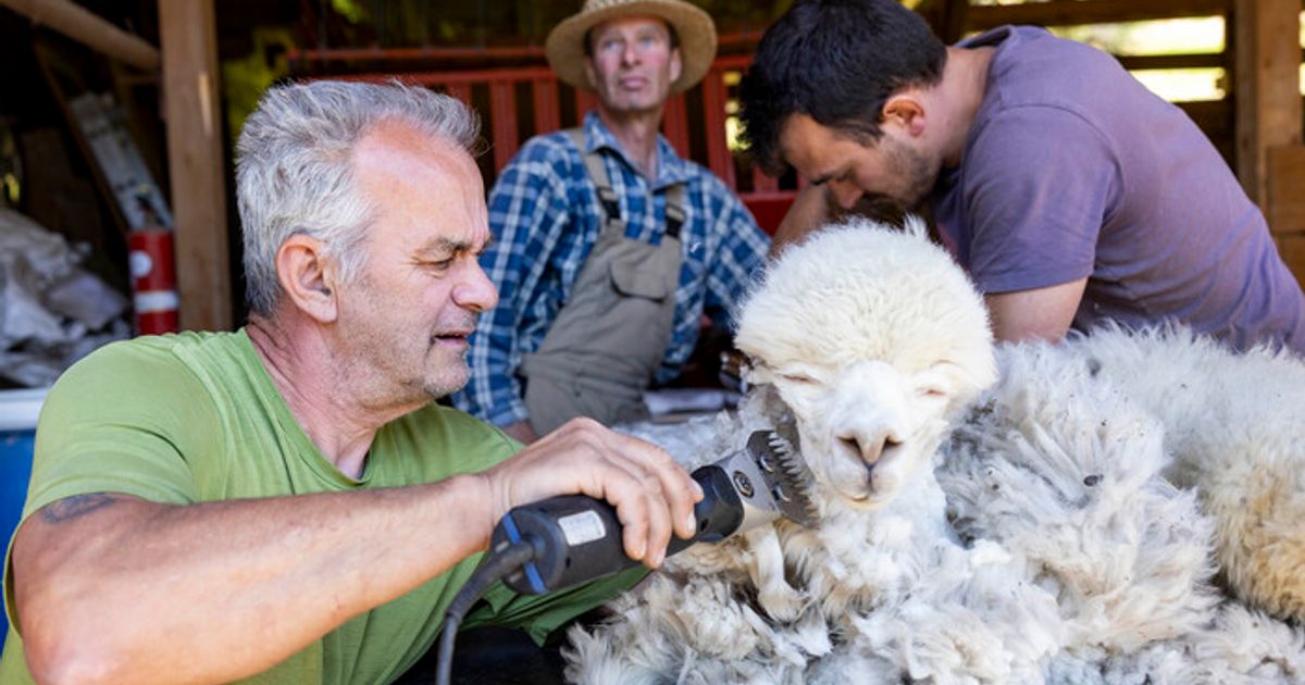 Wie-ein-Landecker-Vater-Sohn-Duo-Lamas-und-Alpakas-nicht-ungeschoren-davonkommen-l-sst