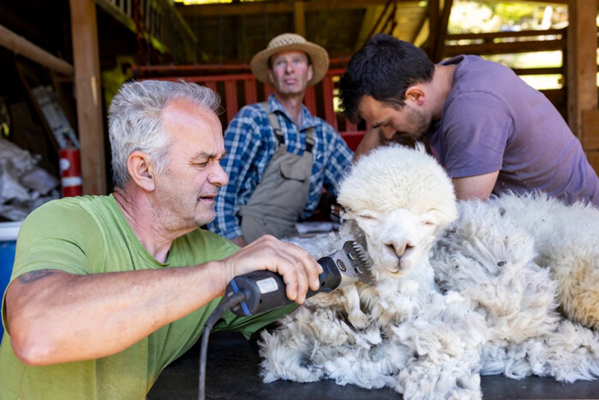 Wie ein Landecker Vater-Sohn-Duo Lamas und Alpakas nicht ungeschoren davonkommen lässt