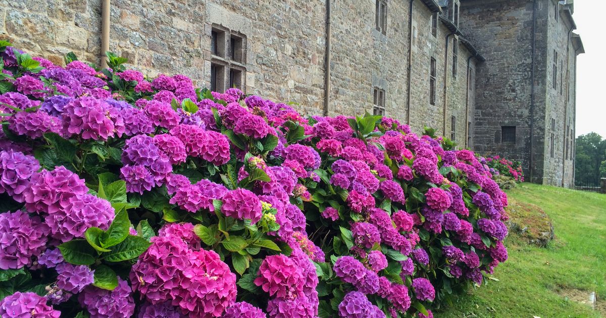 Je-nach-Sorte-So-werden-Hortensien-jetzt-richtig-geschnitten