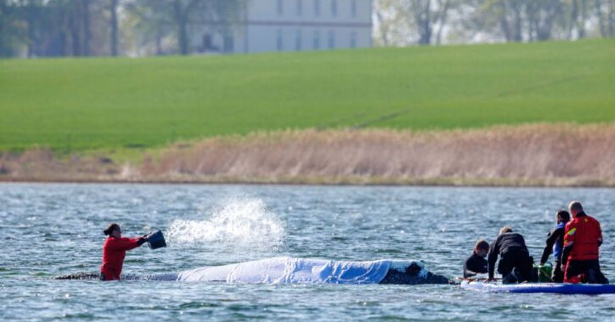 Tiersch-tzer-f-r-T-tung-des-Buckelwals