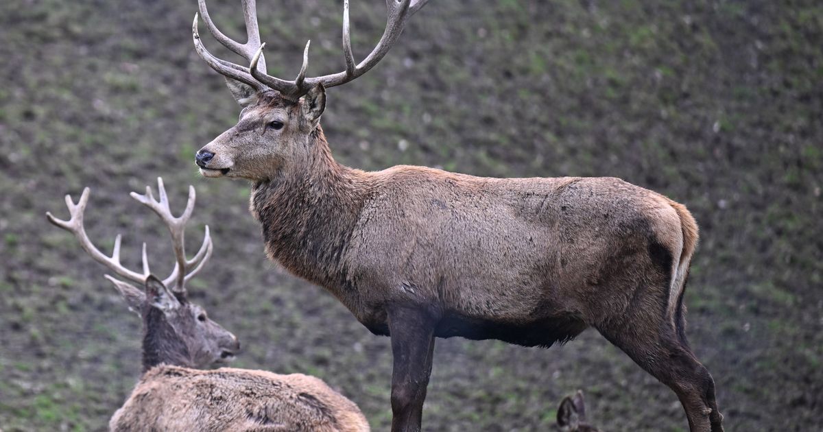 Rotwild-TBC-Risiko-steigt-wieder-Wildbestand-muss-verringert-werden
