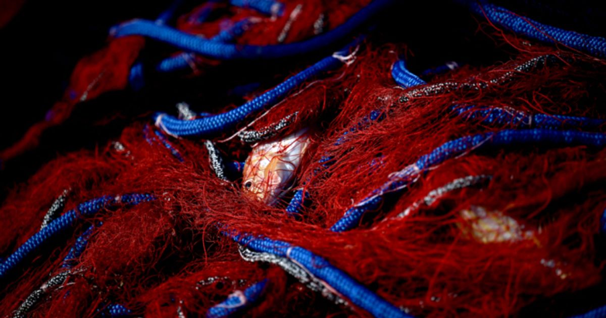 Klimawandel-bedroht-Fischbest-nde-im-Mittelmeer
