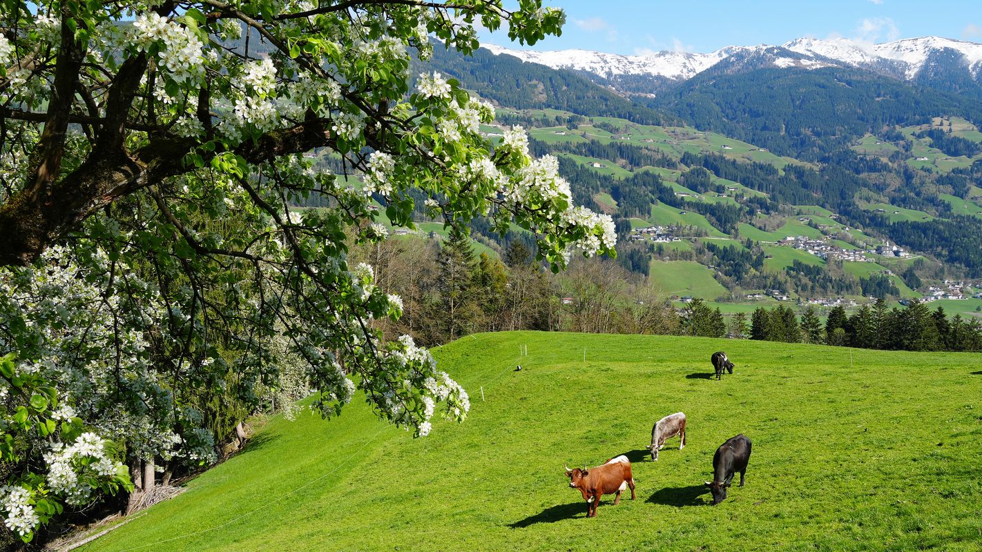 „Hauch von Sommer in der Luft“: Erst T-Shirt-Wetter, dann Temperatursturz