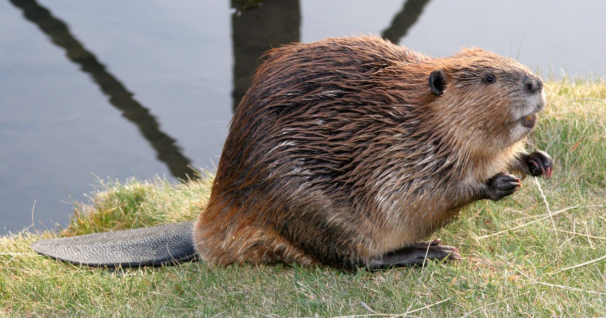 Jetzt-nimmt-der-VP-Bauernbund-den-Biber-ins-Visier-aber-die-SP-legt-sich-quer