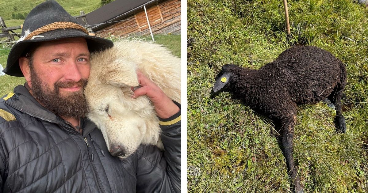 Four dead lambs: Dispute over livestock protection in Nauders
