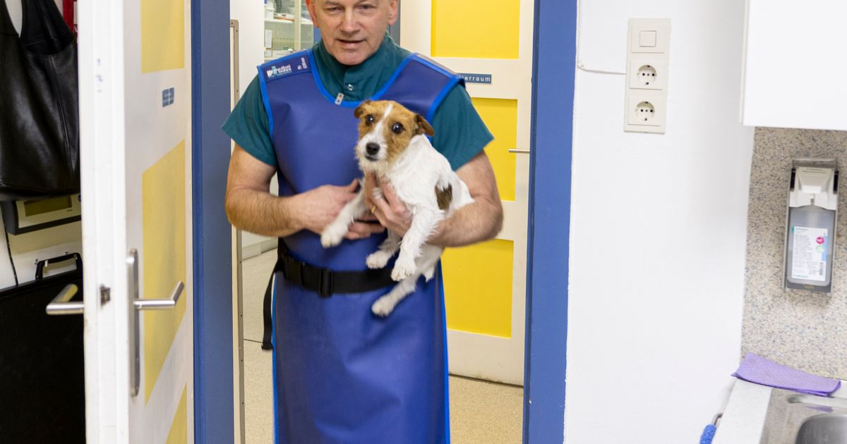 Engp-sse-am-Wochenende-Tier-rztliche-Notdienste-in-Tirol-zu-d-nn-besetzt